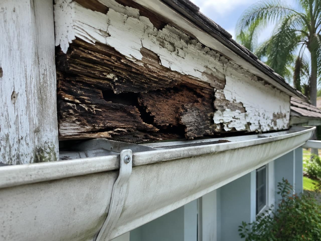 Rotted fascia board with peeling paint behind an older gutter
